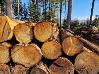 Rundholz-Polter im Büttenberg