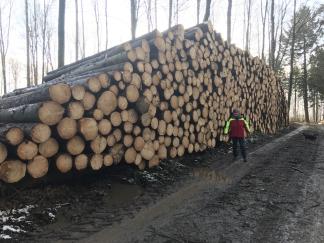 Grosse Mengen Sturmholz nach Burglind (2018)