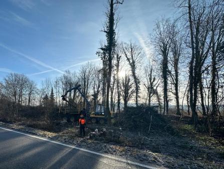Sicherheitsholzerei entlang einer Kantonsstrasse