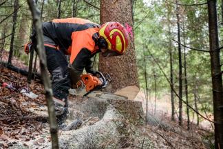 Forstwart Käferschaden, Copyrigth: Matthias Käser